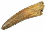 Fossil Spinosaurus Tooth - Tooth Bite Bark #233754-1